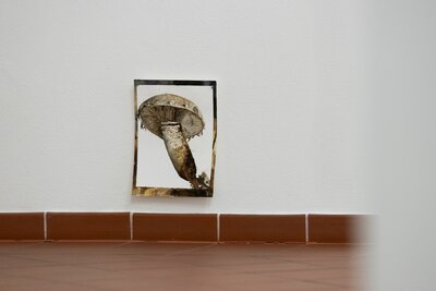 Z výstavy Marie Ladrové / Fungus regnum - Království hub 